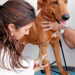 Mascotas protegidas ante cualquier peligro