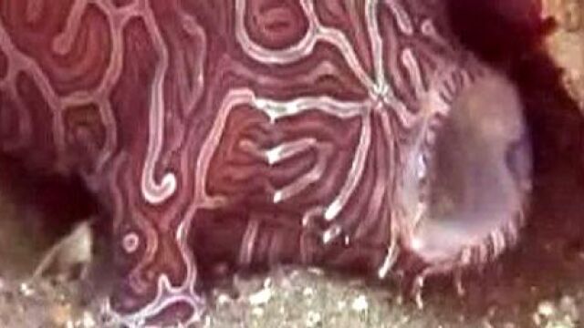 El «pez psicodélico», nueva especie en Indonesia
