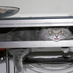 Arom, un gato miedoso