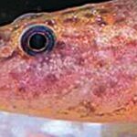 Un nuevo pez invasor se extiende por el Delta del Ebro