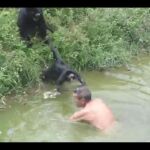 Un borracho, atacado por unos monos por querer jugar con ellos