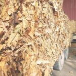 La producción del tabaco `snus´
