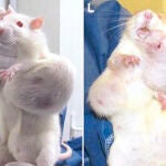Animales químicos: monstruos creados por el hombre