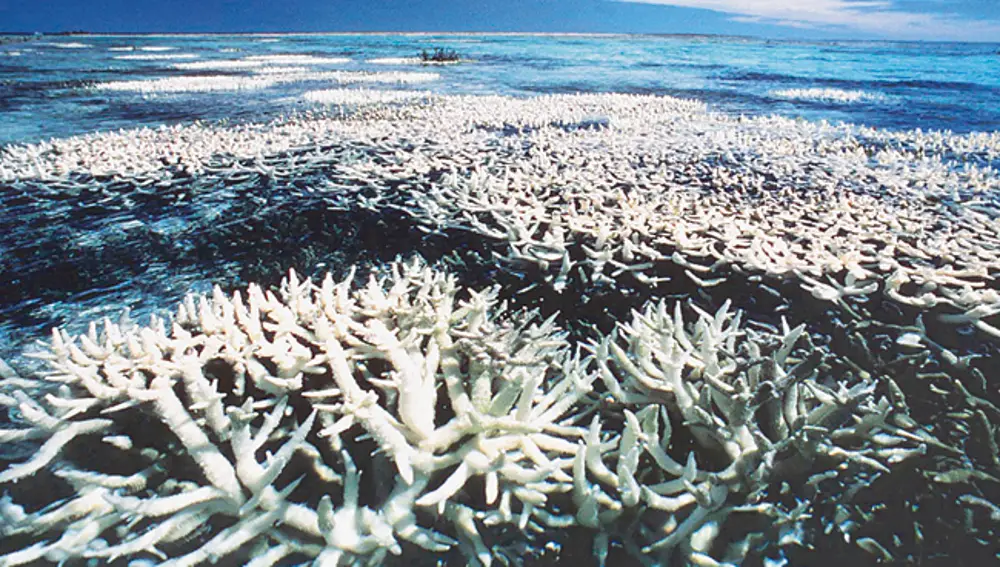 La Gran Barrera de Coral australiana ha perdido la mitad de su extensión desde 1985