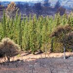 Parcelas donde se realizan las pruebas del proyecto CypFire