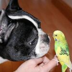 Lulú convive a la perfección con el resto de animales de la casa, sobre todo con Patxi, el loro