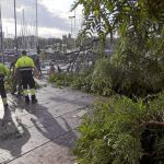 Un fuerte temporal de lluvia provocó la caída de numerosos árboles en Barcelona a finales de julio