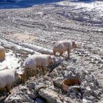La Comunidad y los ayuntamientos de Lorca y Puerto Lumbreras se afanan en retirar los animales ahogados