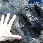 Hallazgo único de huellas de dinosaurio en Burgos