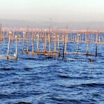 Pescadores de El Palmar creen que el siluro fue introducido adrede