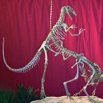 Descubren una nueva especia de dinosaurio carnívoro