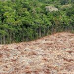 La selva amazónica es la región más afectada por la deforestación: en las últimas cuatro décadas ha perdido una quinta parte de su superficie