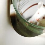 Stop a los test con animales