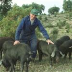 Varios cerdos ibéricos pastorean comiendo bellotas