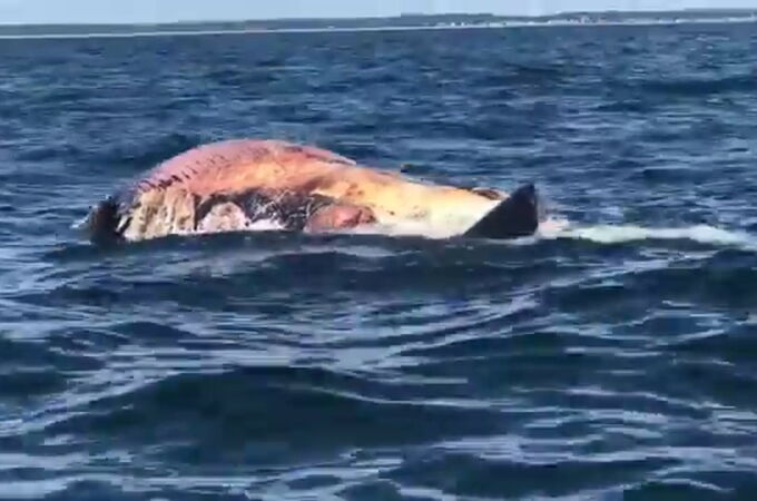 Tiburón blanco Tiburón blanco