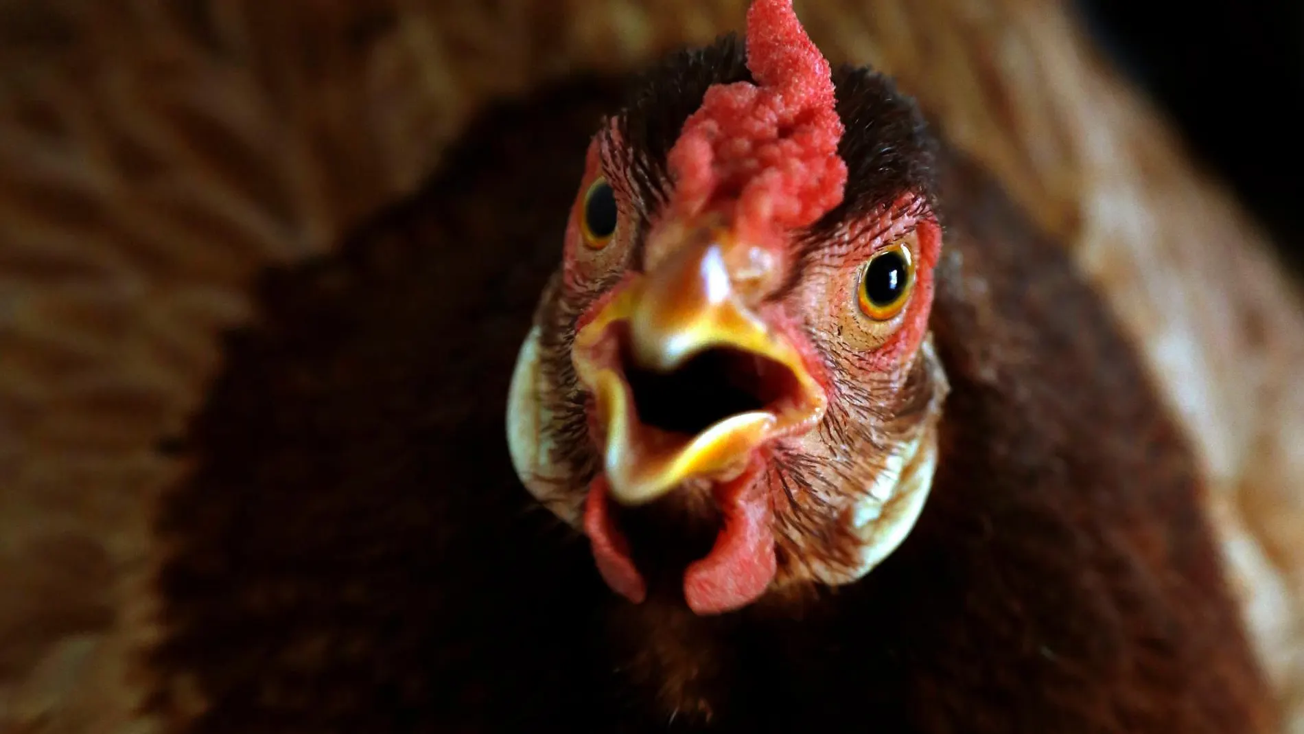 La gripe aviar es una enfermedad que típicamente afecta a las aves