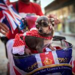 Un perro con la bandera británica en el pasado día de la fiesta de Gibraltar/Ap