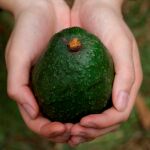 Aguacate