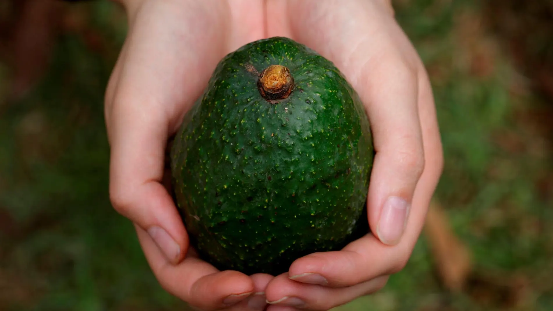 Aguacate