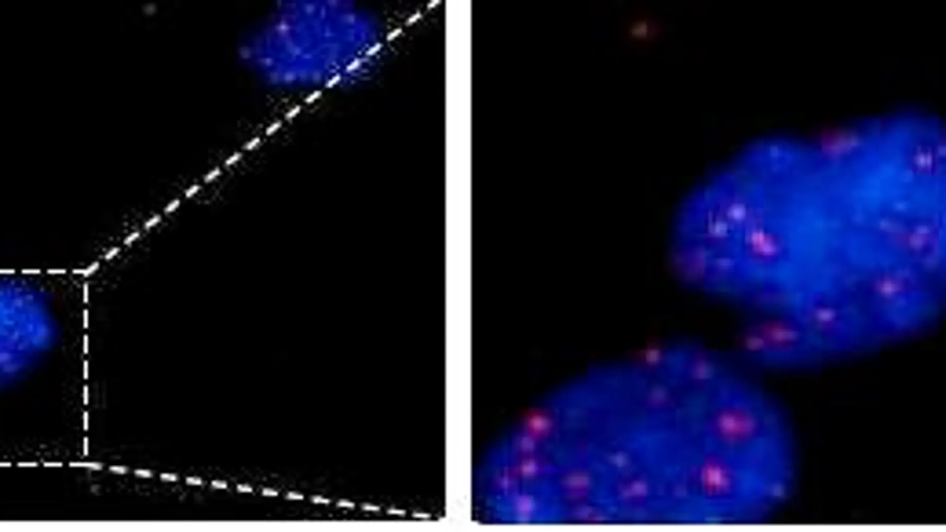 Revolución científica: ¿Por qué estamos a un paso de la eterna juventud?