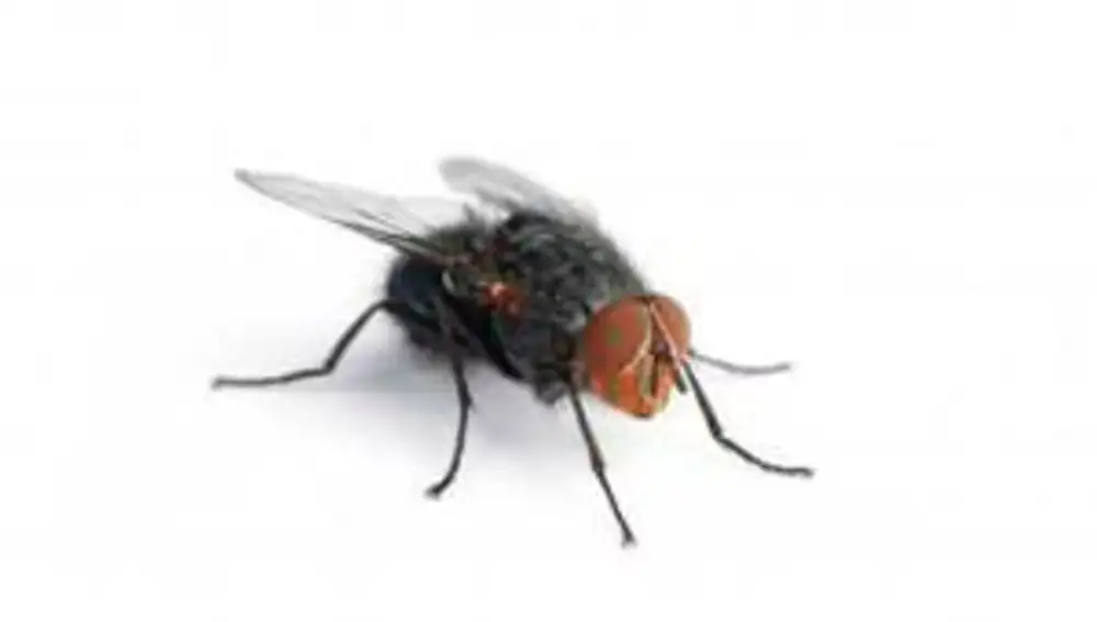 Mosca negra