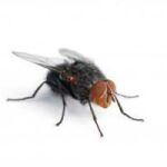 Mosca negra