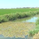 Imagen de una de las acequias de l’Albufera que, según la Asociación Valenciana de Agricultores, no se han limpiado desde hace mucho tiempo