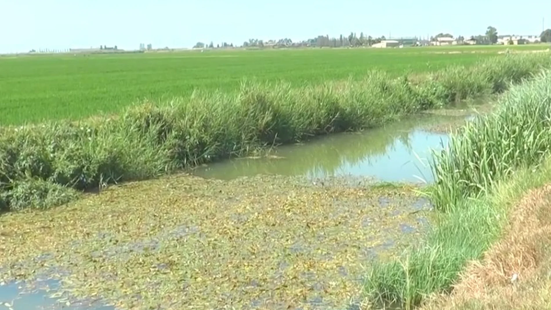 Imagen de una de las acequias de l’Albufera que, según la Asociación Valenciana de Agricultores, no se han limpiado desde hace mucho tiempo
