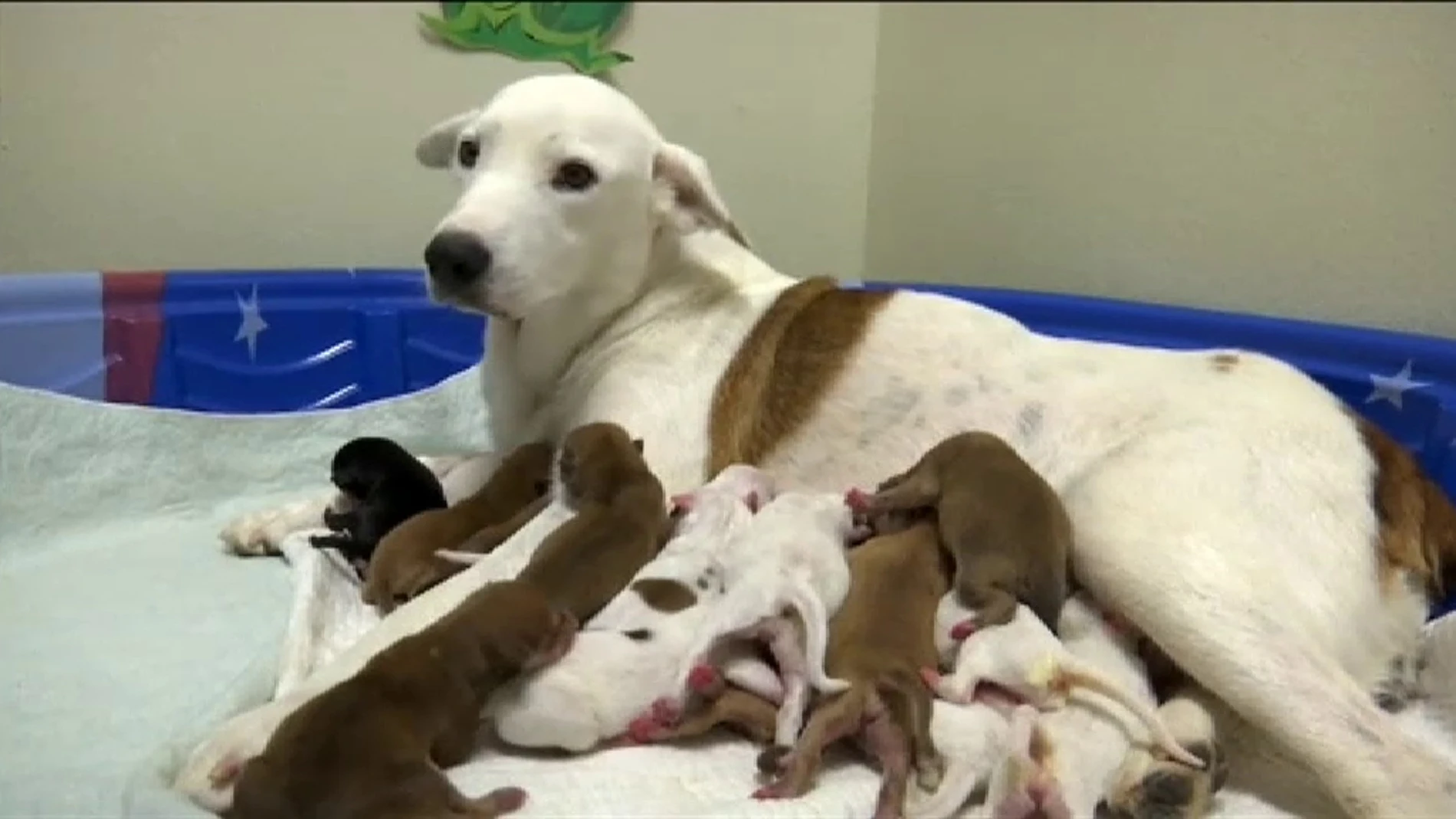 Una perra sin hogar pare 20 cachorros en Texas