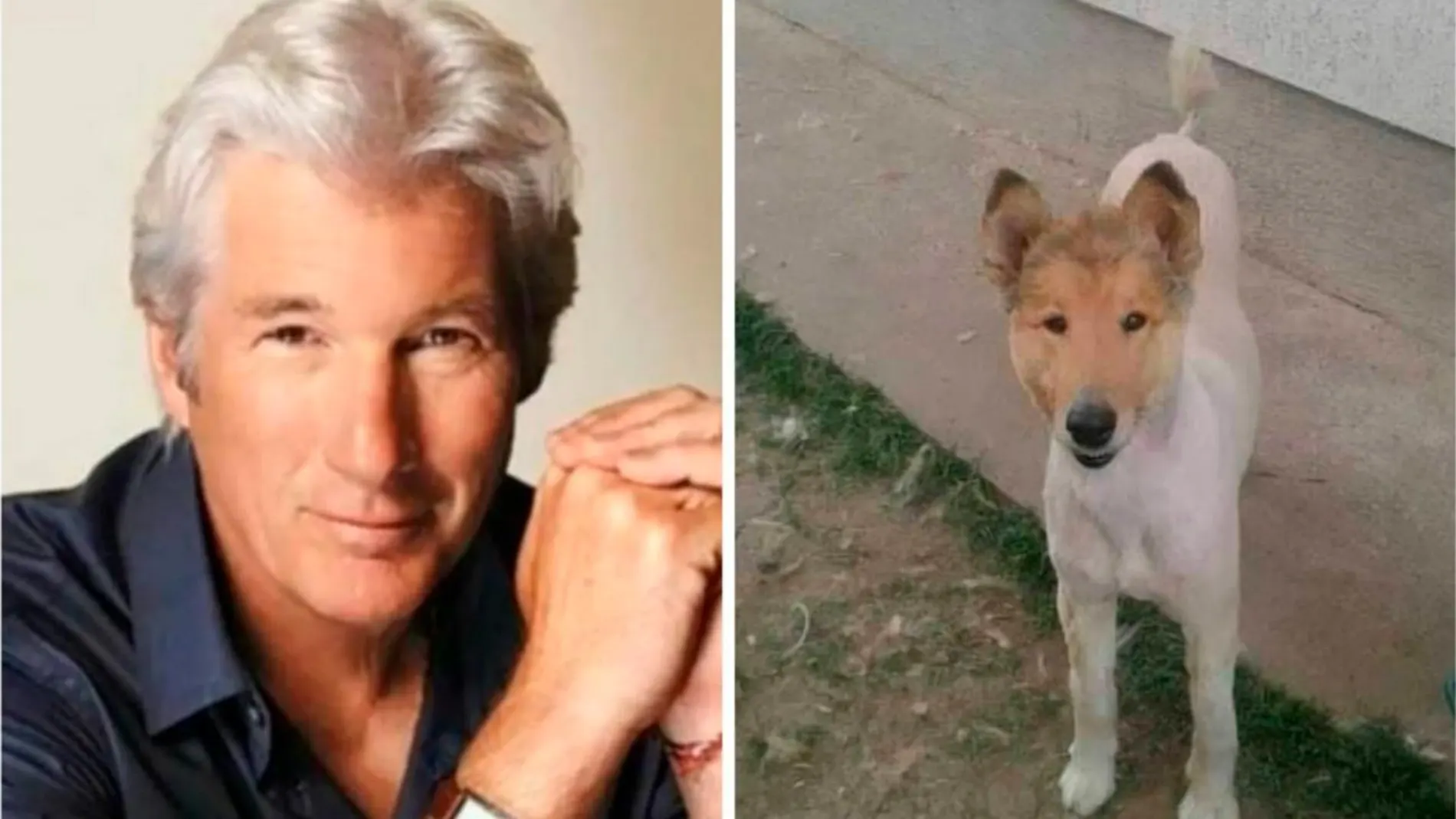 La imagen del animal se ha hecho viral