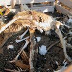 Los cuerpos de los animales se encontraron diseminados por el recinto. LA RAZÓN