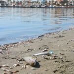 Imagen de archivo de la muerte de miles de peces en el Mar Menor por falta de oxígeno