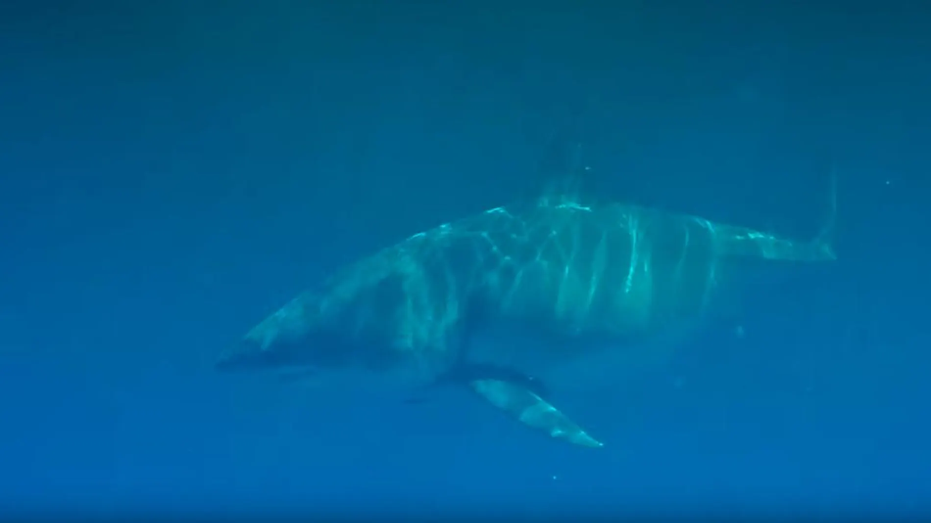 Fotograma del tiburón blanco