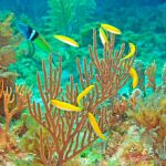 Un macho labrido de cabeza azul y un grupo de hembras (amarillas) de la misma especie