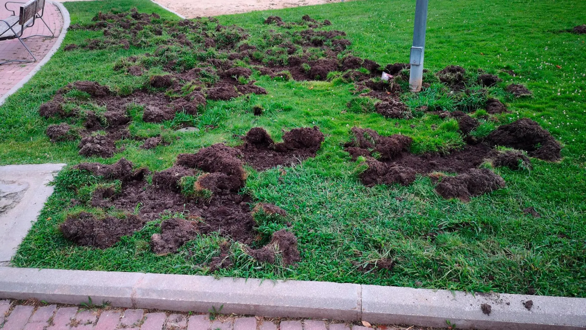 Un parque de Majadahonda devastado tras la acción de los jabalíes