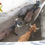 Los agentes investigan a un hombre de 26 años de nacionalidad española por un presunto delito de maltrato animal