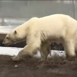 Una osa polar deambula buscando comida en una ciudad de Rusia