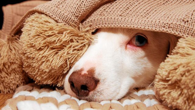 El miedo, la ansiedad e, incluso, la muerte son efectos que los petardos y las tormentas producen en los perros