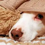 El miedo, la ansiedad e, incluso, la muerte son efectos que los petardos y las tormentas producen en los perros