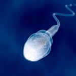 Un espermatozoide digitalizado