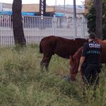 Los cuatro caballos fueron trasladados por los agentes de Fuenlabrada a un centro hípico