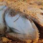 Los expertos piden medidas urgentes y que se hagan estudios rigurosos para conocer las causas exactas de la grave mortandad de peces