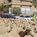 Un rebaño de cerca de 2000 ovejas pasa por Valladolid. En la imagen pasan por el puente de la Hispanidad