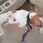 Maltrato animal: hallan a siete perros de caza desnutridos, sin agua y enfermos