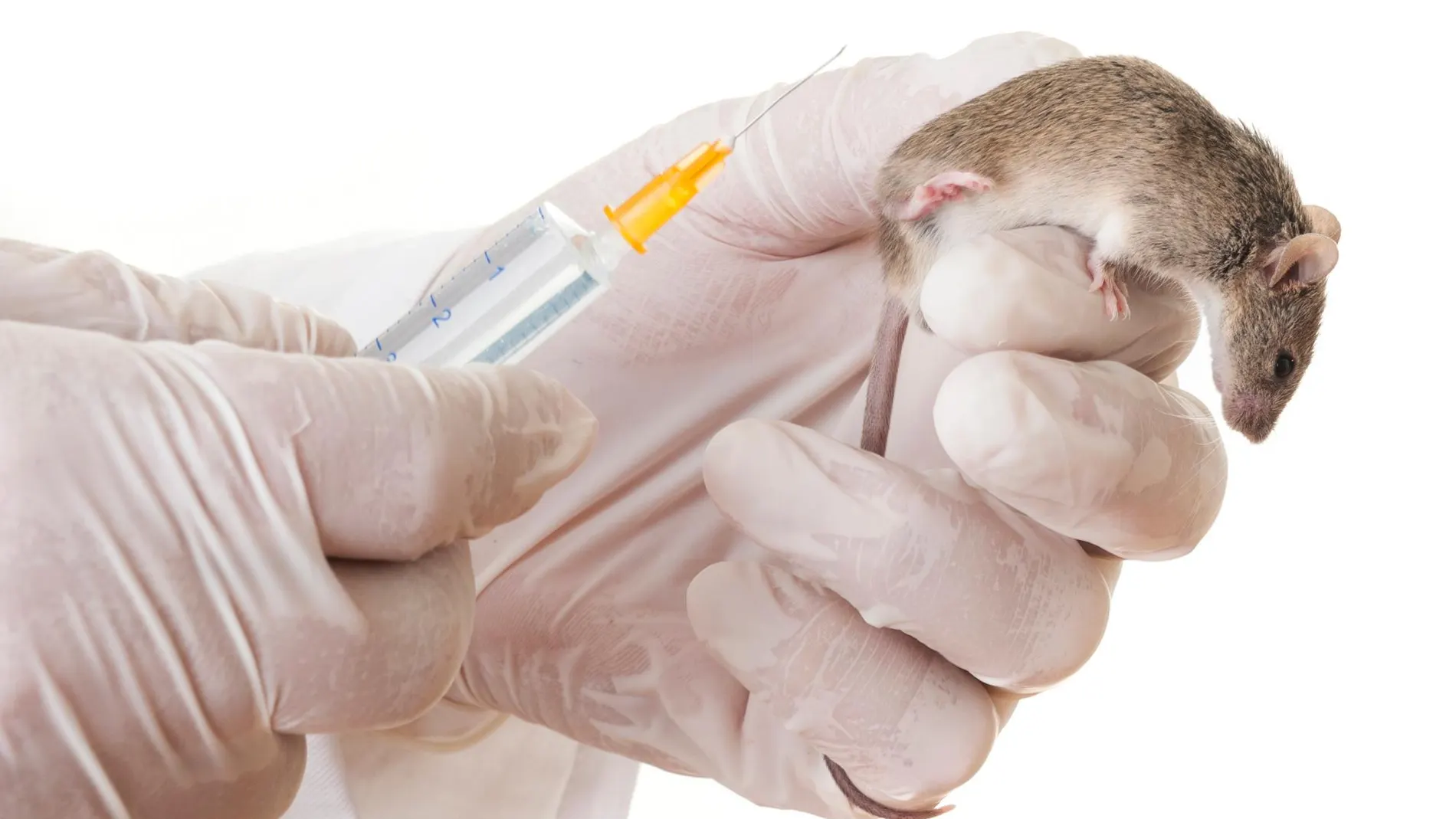 La Agencia de Protección Ambiental de EE UU dejará de hacer pruebas con animales en 2035