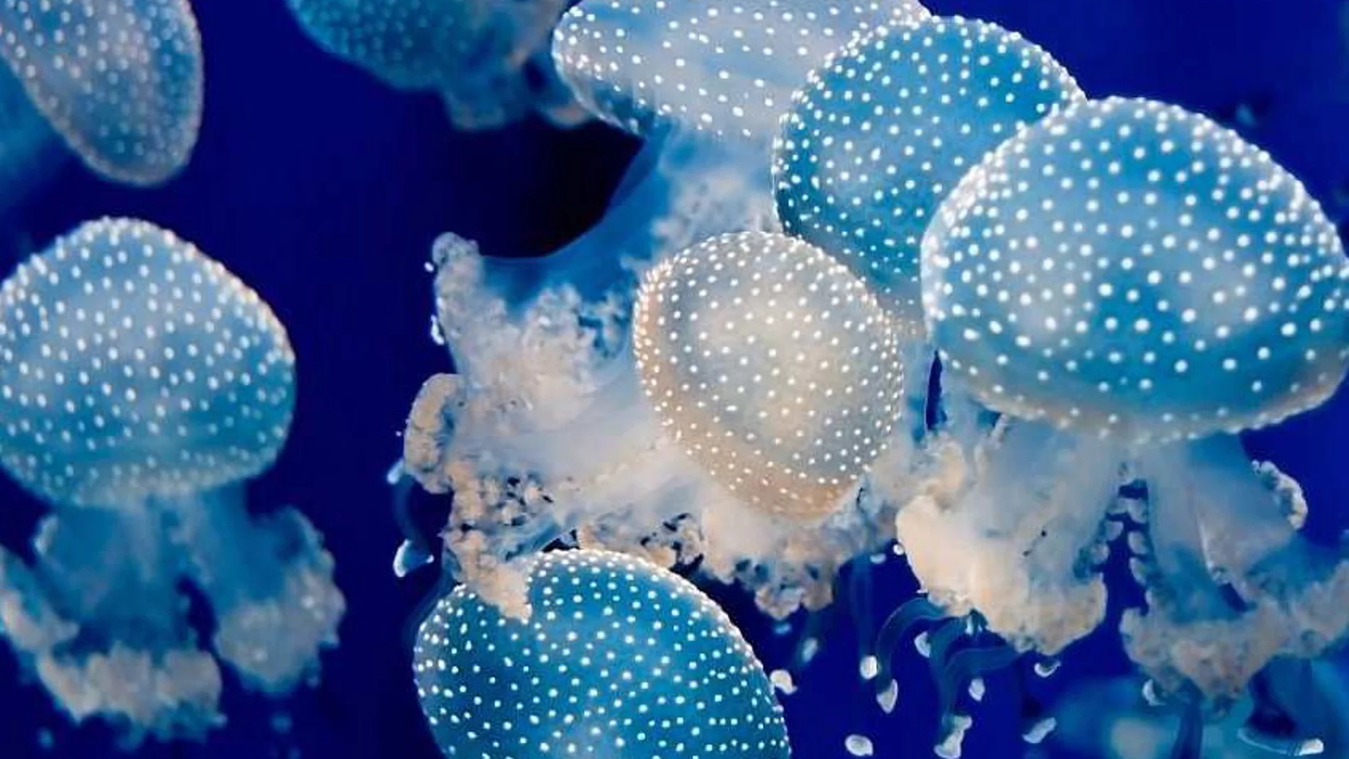 «Desde un punto de vista egocéntrico, el descenso de medusas puede ser positivo, porque hay menos y se pueden producir menos picaduras». Sin embargo, las medusas tienen una gran importancia en el ecosistema marino