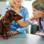 Mascota en la consulta del veterinario momentos antes de iniciar una exploración mamaria