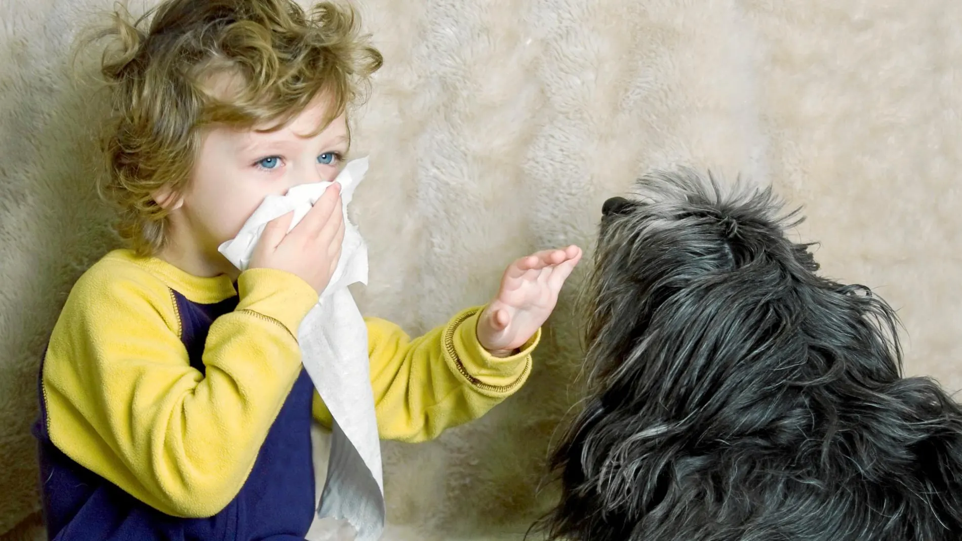 Los animales que más alergias nos producen son el perro y el gato, aunque cada vez vemos más en pequeños animales