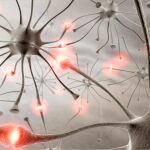 Los cambios iniciados por la activación neuronal son más complejos y actúan a más niveles de lo que se pensaba hasta ahora.