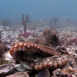 La supervivencia de los pulpos depende de la pesca sostenible